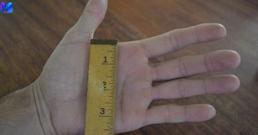 Adult Palm Width