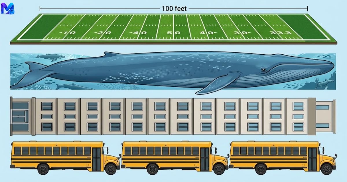 100 Feet long